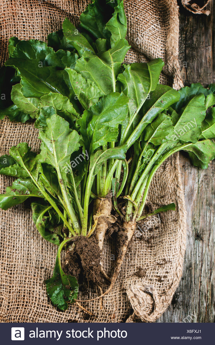 sugar beet sugar