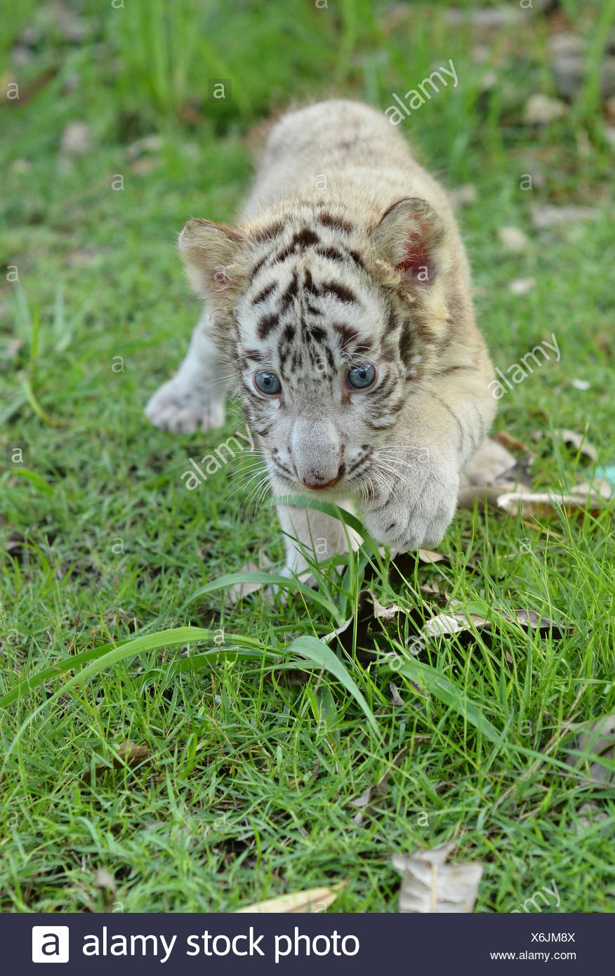 cat big cat feline predator tiger cub baby white bengal blue