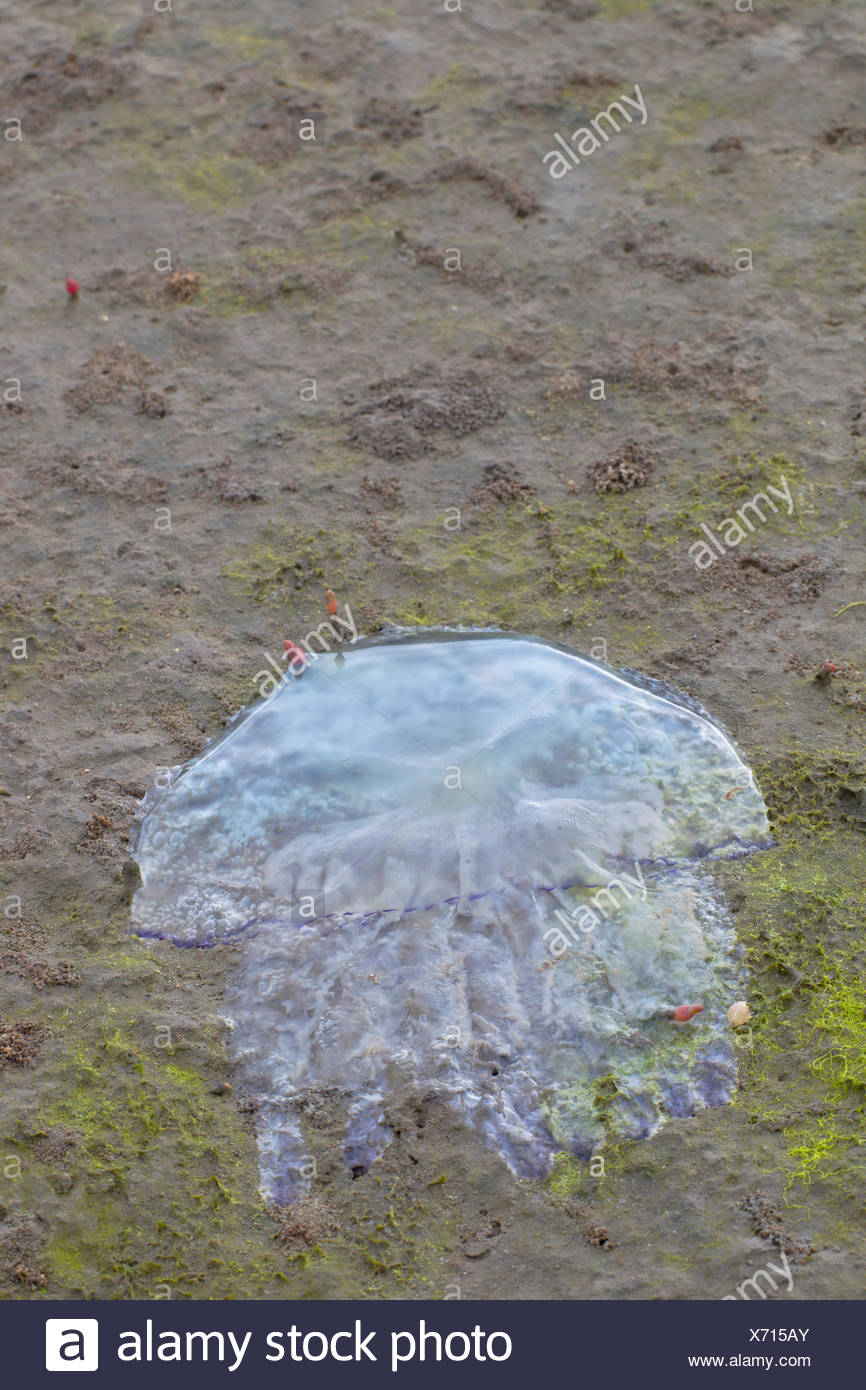 Rhizostome Jellyfish High Resolution Stock Photography And Images Alamy