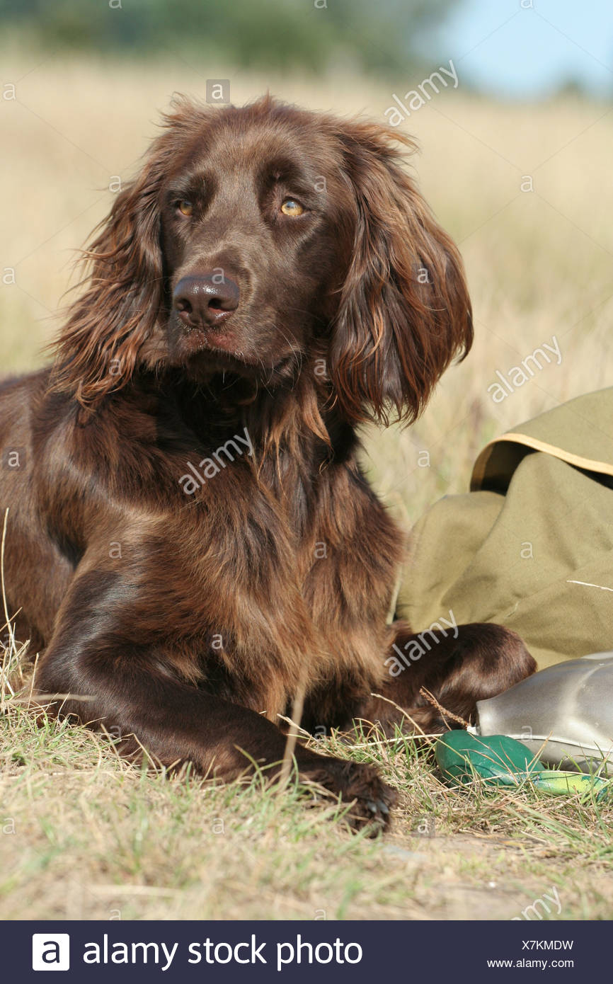German Longhaired Pointer Stock Photos German Longhaired Pointer German Longhaired Pointer Stock Photos German Longhaired Pointer