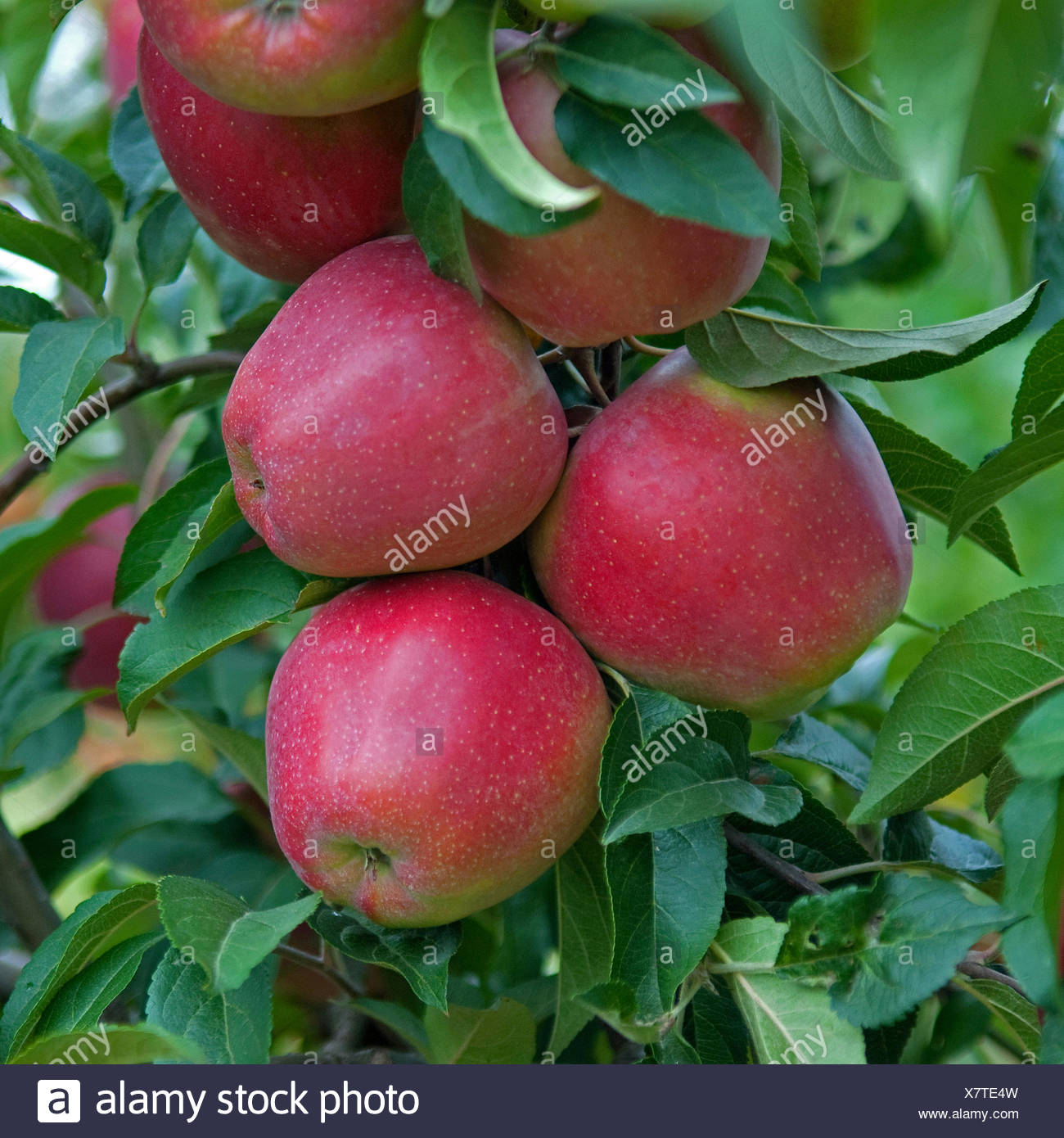 Apple tree gloster: a description of the variety, photo Apple tree gloster: a description of the variety, photo
