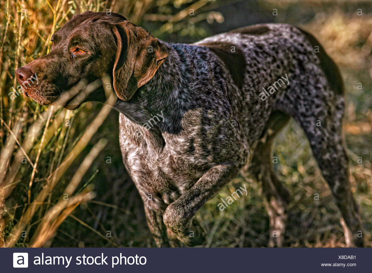 German Short Haired Pointer Stock Photos German Short Haired