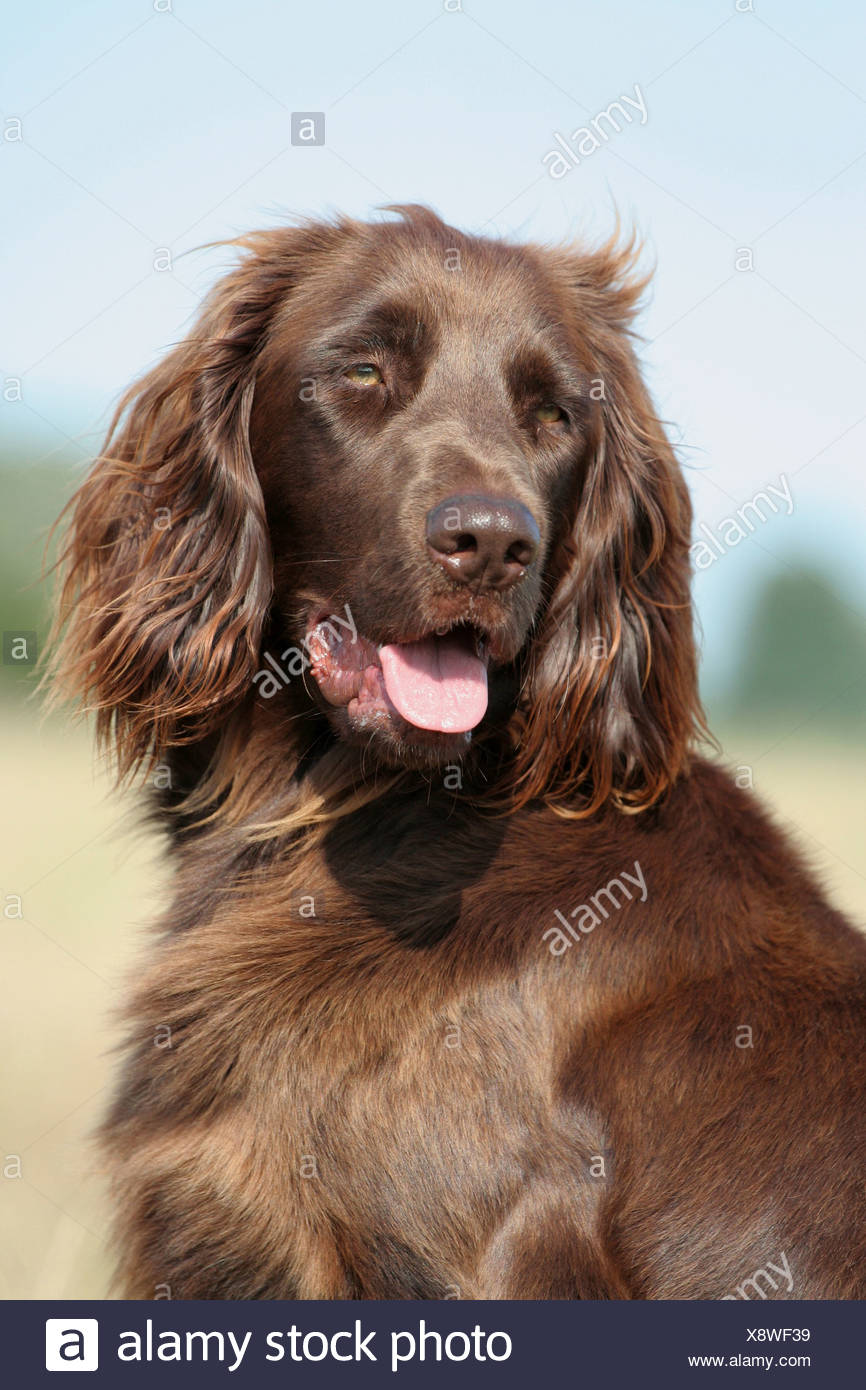 German Longhaired Pointer Stock Photos German Longhaired Pointer German Longhaired Pointer Stock Photos German Longhaired Pointer