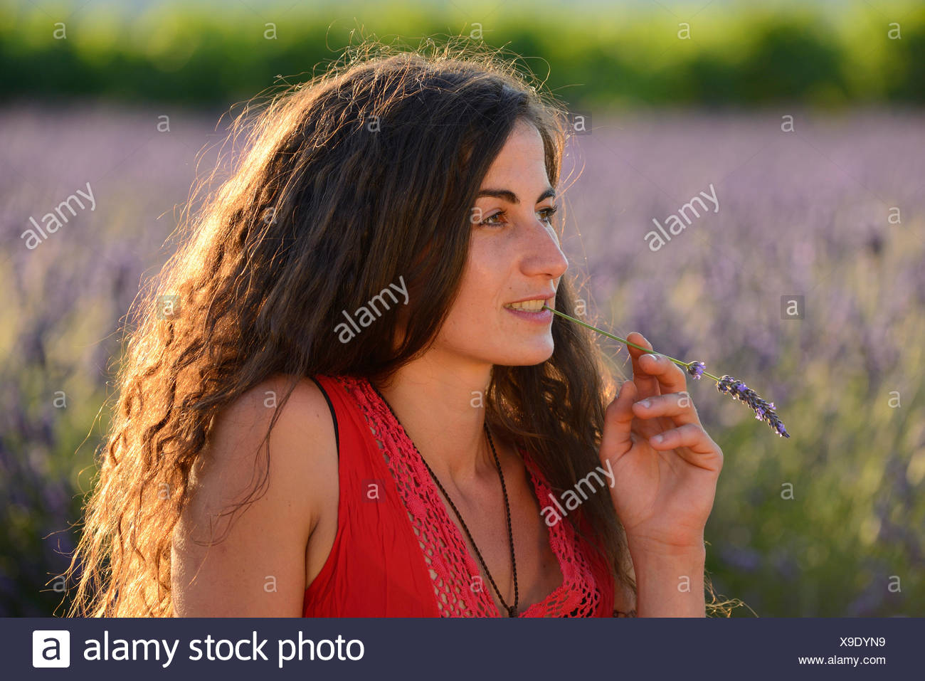 Europe France Provence Vaucluse Lavender Field Woman Walk Red Dress Bloom Blooming Nature Girl Walking French Brunette Hat Europe France Provence Vaucluse Lavender Field Woman Walk Red Dress Bloom Blooming Nature Girl Walking French Brunette Hat