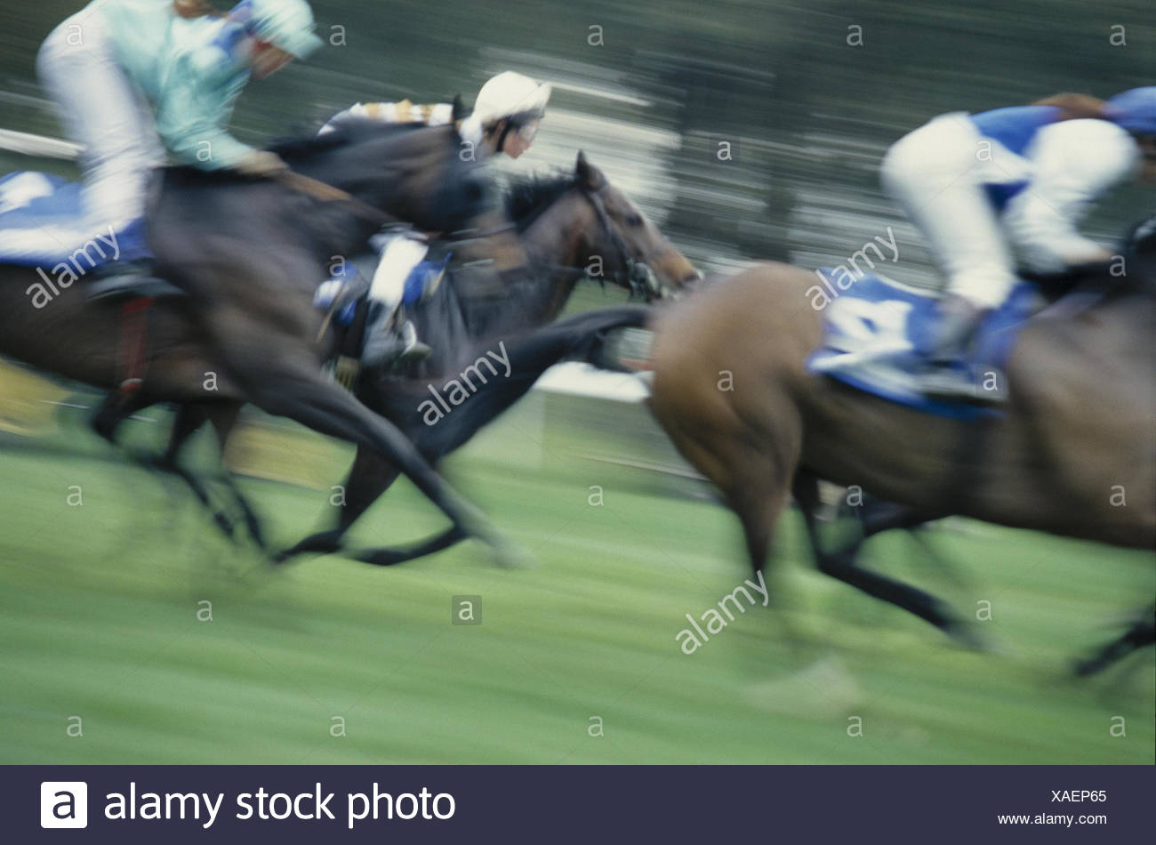 Gallop Races Detail Blur Side View Racecourse Horses Race Riding Galopper Jockeys Ride Bleed