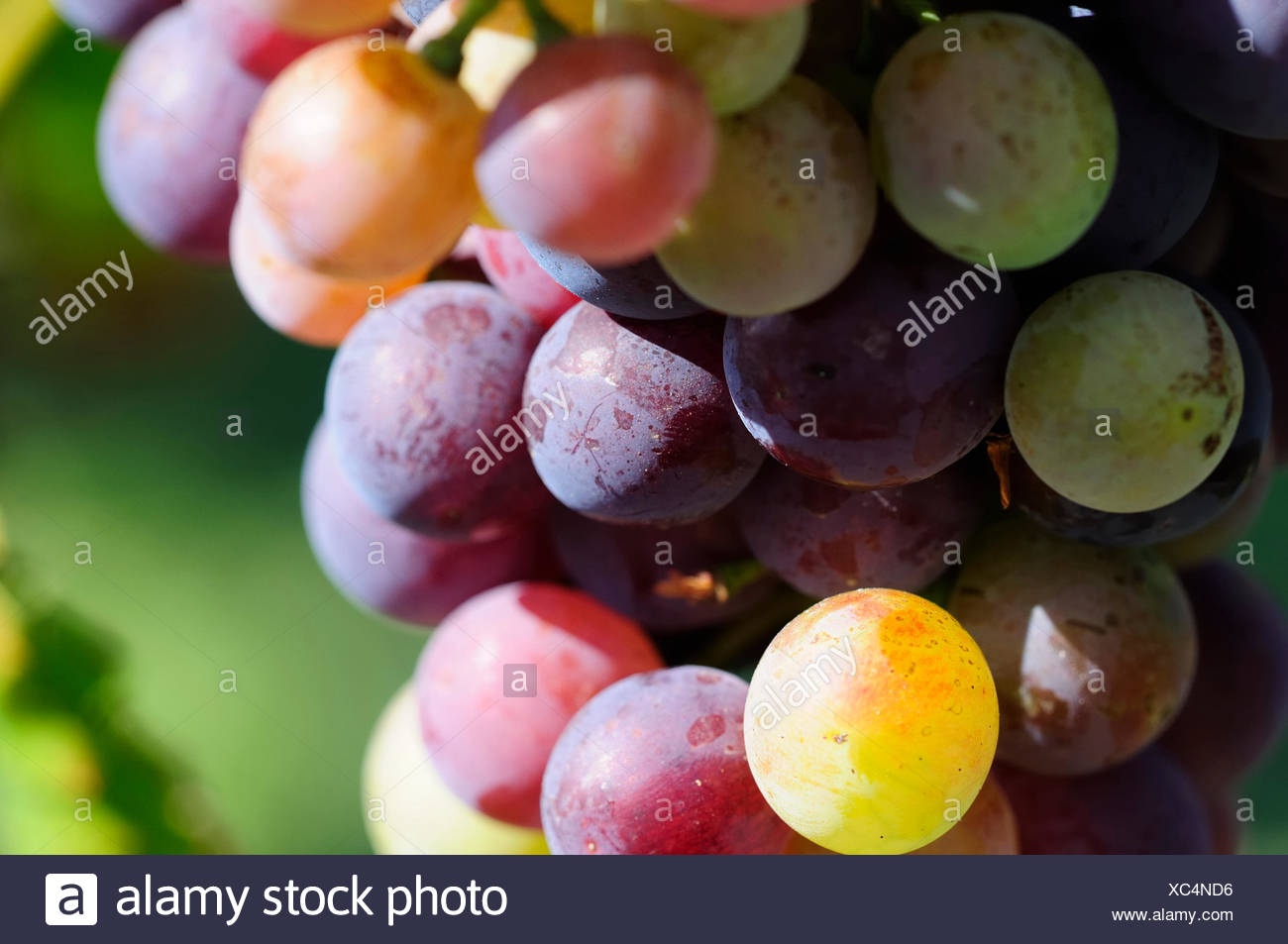 Grapes Augustine: photos and description of the variety, advantages and disadvantages, planting and care, reviews 99 Grapes Augustine: photos and description of the variety, advantages and disadvantages, planting and care, reviews 44