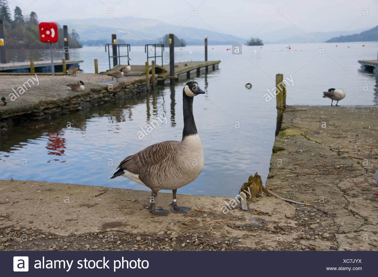 canada goose branta windermere canada goose branta windermere