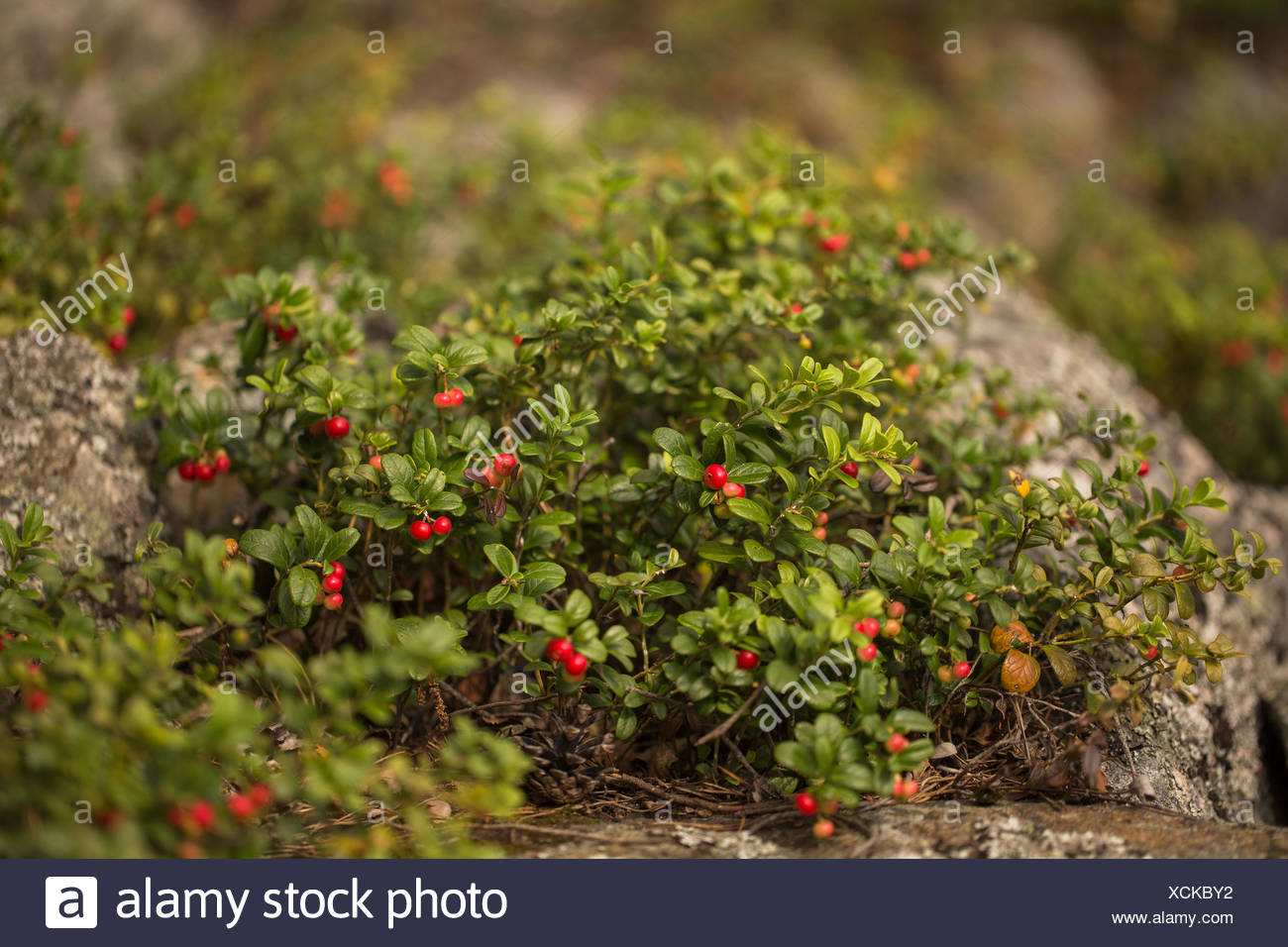 Lingonberry leaves: application in traditional medicine 34 Lingonberry leaves: application in traditional medicine 71