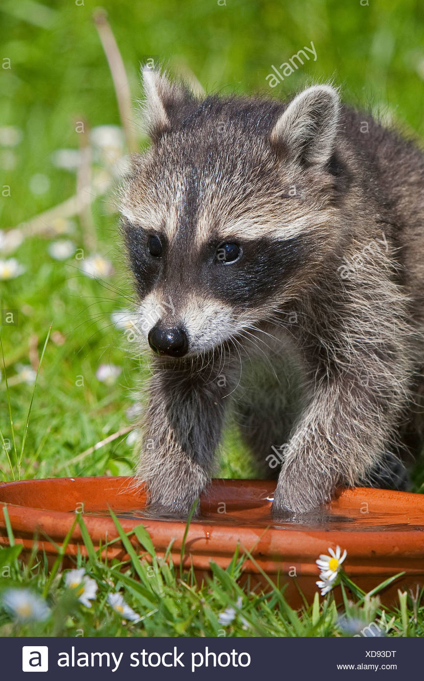 Why is a raccoon a rag What is he rinsing Why is a raccoon a rag What is he rinsing