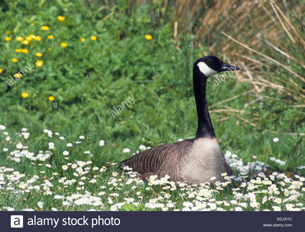 canada goose branta canadensis canada goose branta canadensis