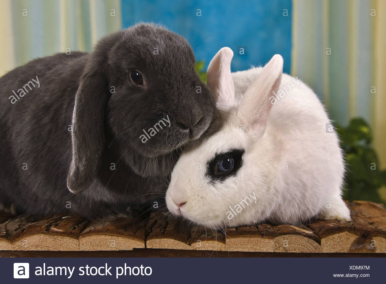 Rabbits are rams. Dwarf Rabbit Ram: breed description 24 Rabbits are rams. Dwarf Rabbit Ram: breed description 71