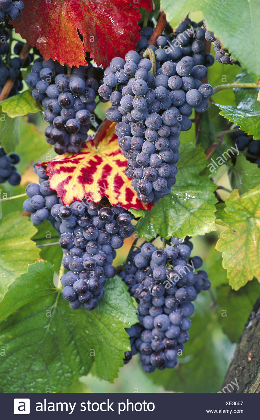 What is useful for grapes and what is its calorie content What is useful for grapes and what is its calorie content