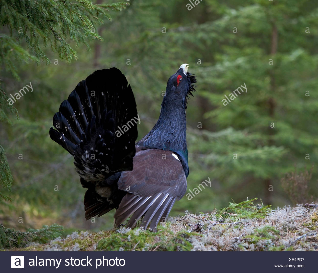Capercaillie bird: photo with description where it lives, what it feeds on 19 Capercaillie bird: photo with description where it lives, what it feeds on 82