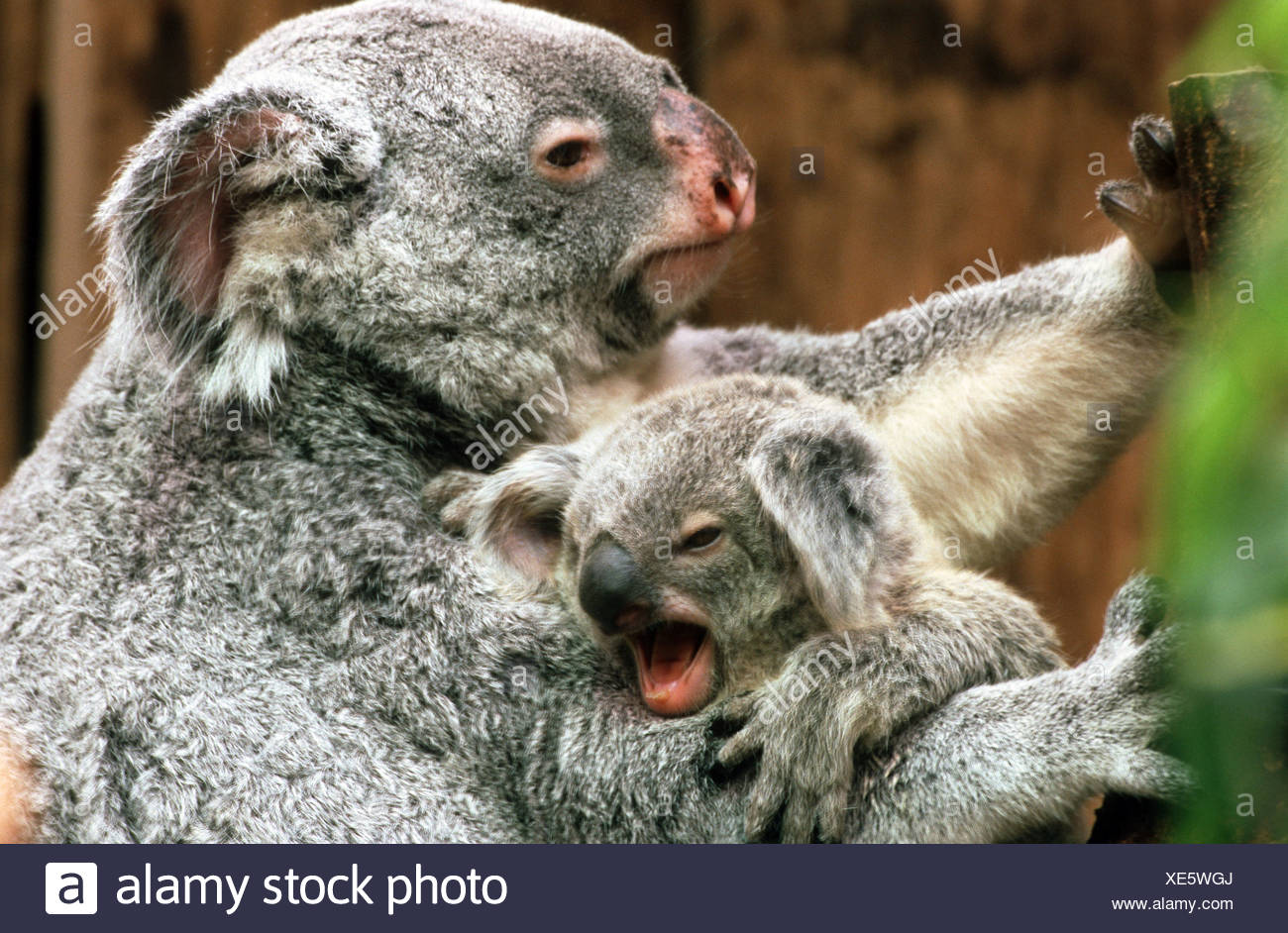 Image result for images for koala bear