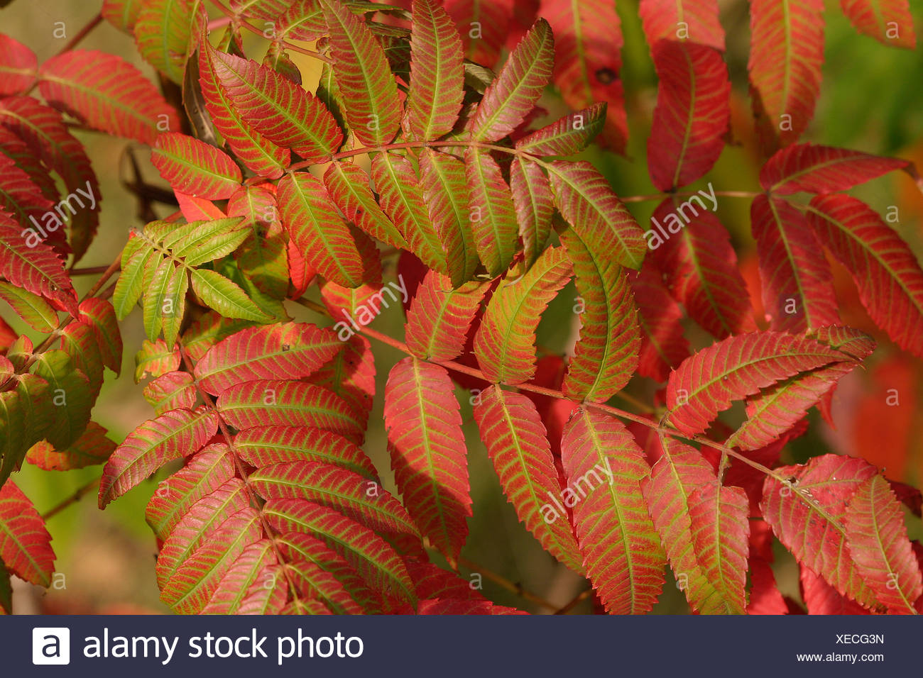 Cultivation of sumach. The tree is sumac deerhogic, or vinegar tree. Decorative cultures 51 Cultivation of sumach. The tree is sumac deerhogic, or vinegar tree. Decorative cultures 63