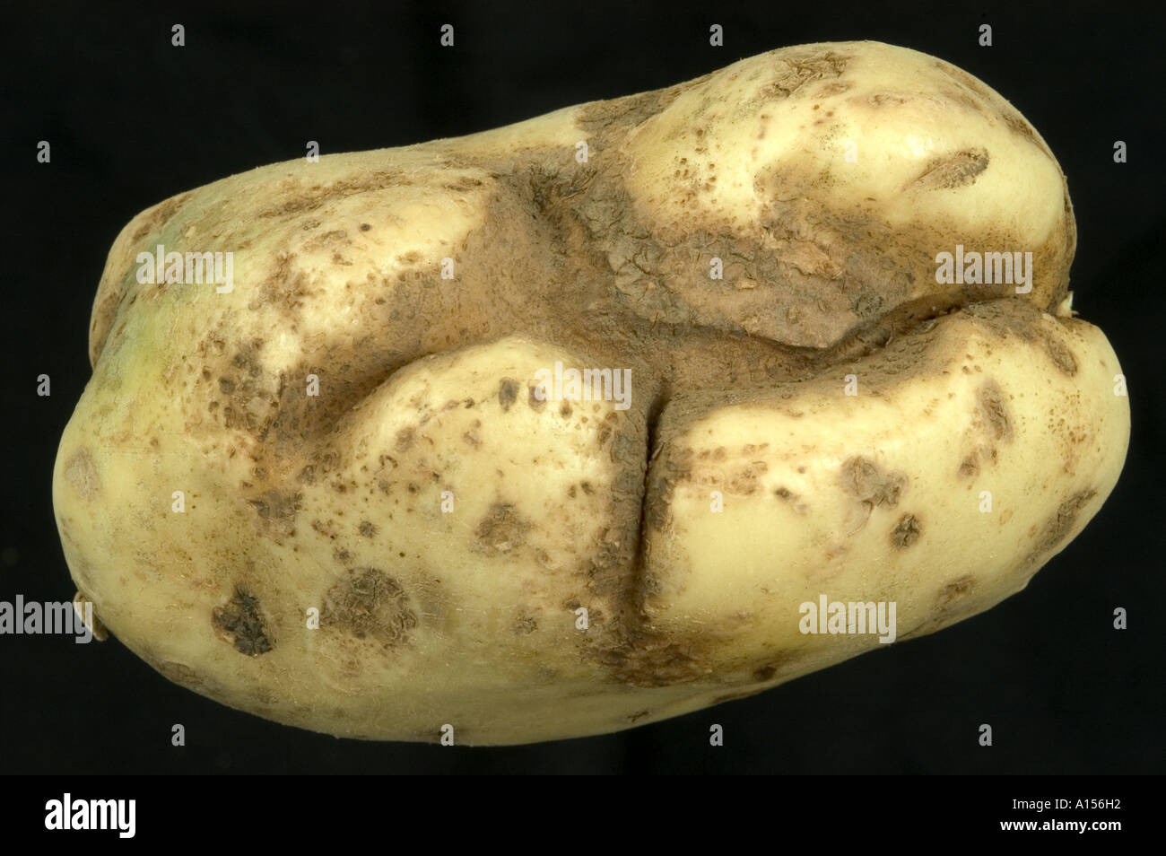 Black Scurf Rhizoctonia Solani Russetting Distortion In Potato Tuber