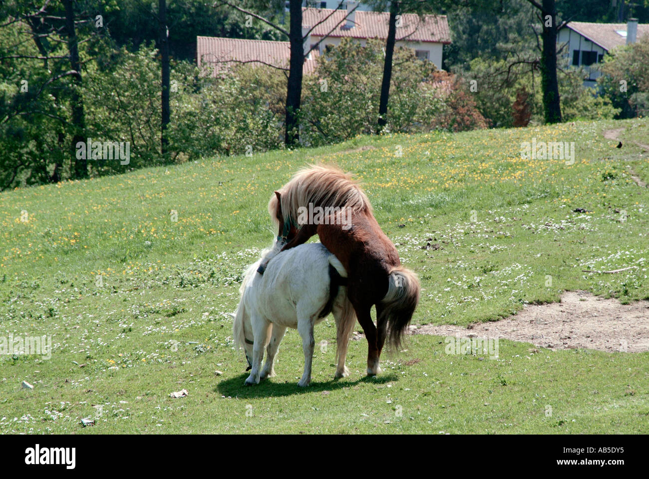 Stallion Mating With Mare - Horse Bestiality Porn