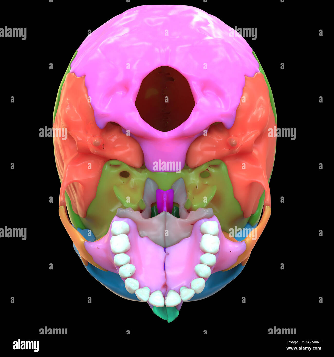 Menschliches Skelett System Sch Delknochen Gelenke Anatomie