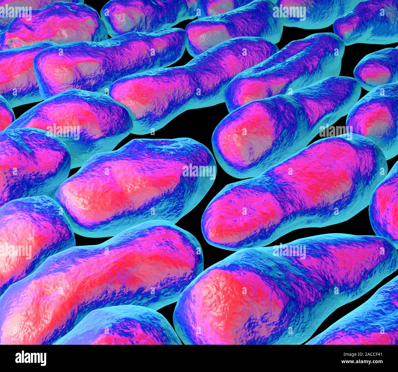 Clostridium Bakterien Computer Artwork Von Clostridium Sp Bakterien