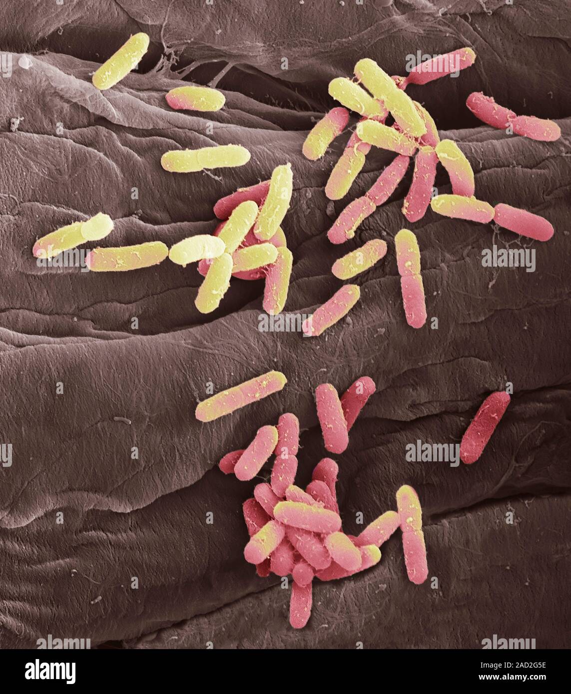 E Coli Bakterien Farbige Scanning Electron Micrograph Sem Von