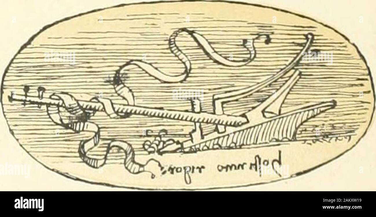 Leonardo da Vinci Künstler Denker und Mann der Wissenschaft