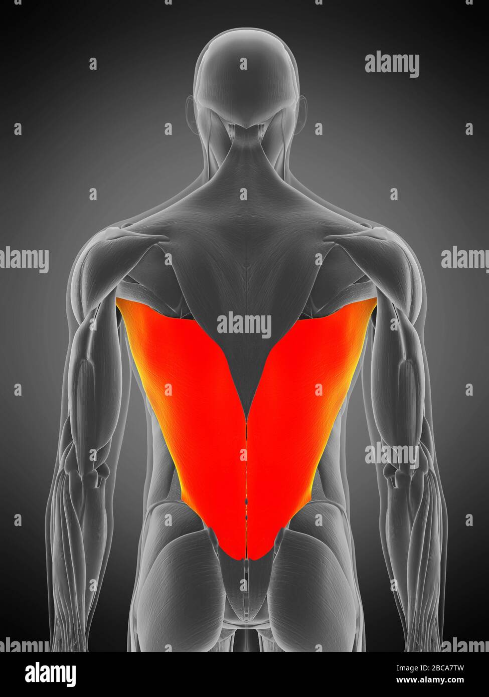 Latissimus Dorsi Kenhub