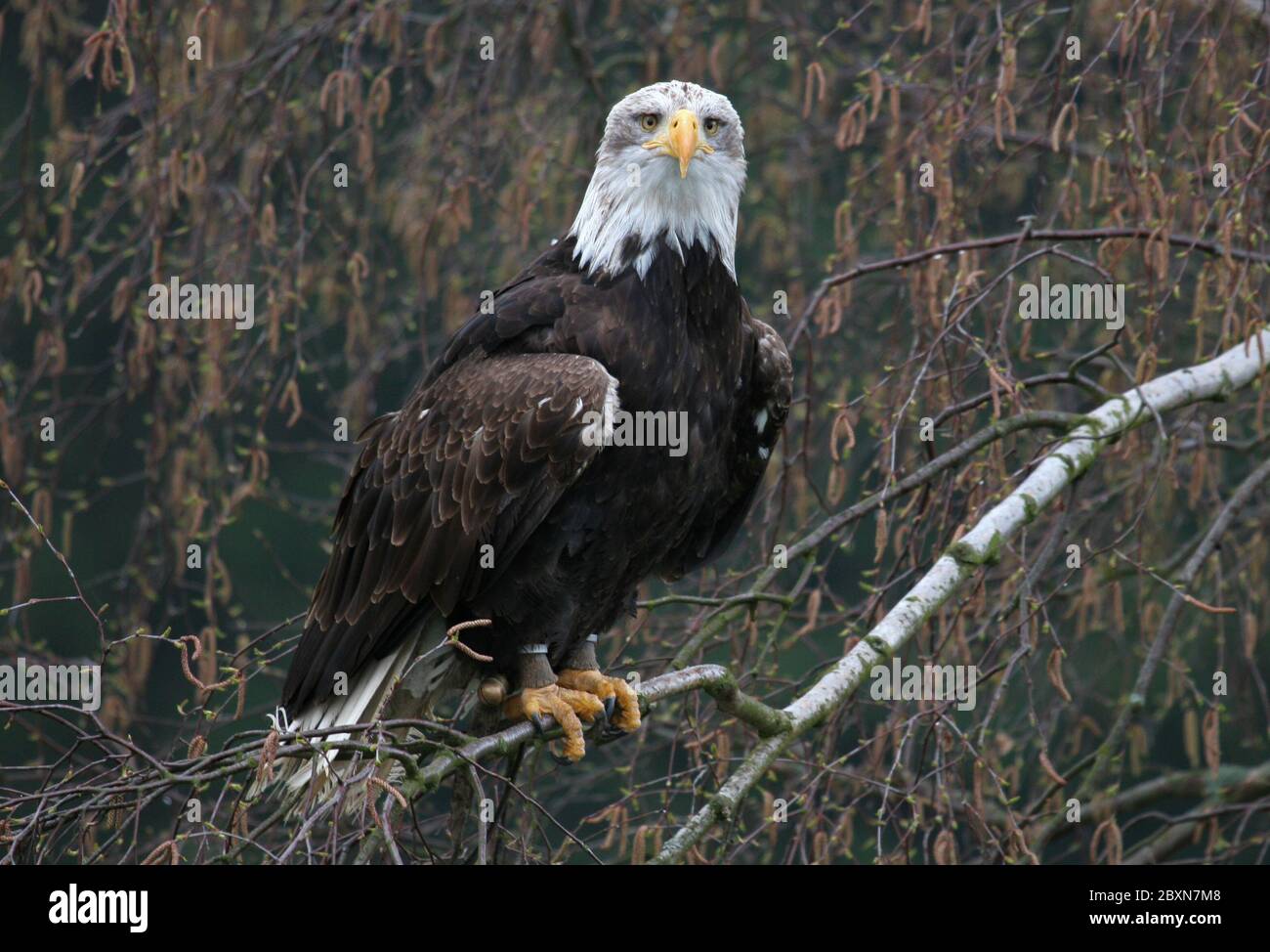 Weikopf Seeadler Fotos Und Bildmaterial In Hoher Aufl Sung Alamy