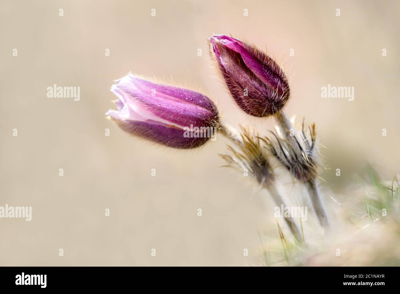 Cow Bell Fotos Und Bildmaterial In Hoher Aufl Sung Seite Alamy