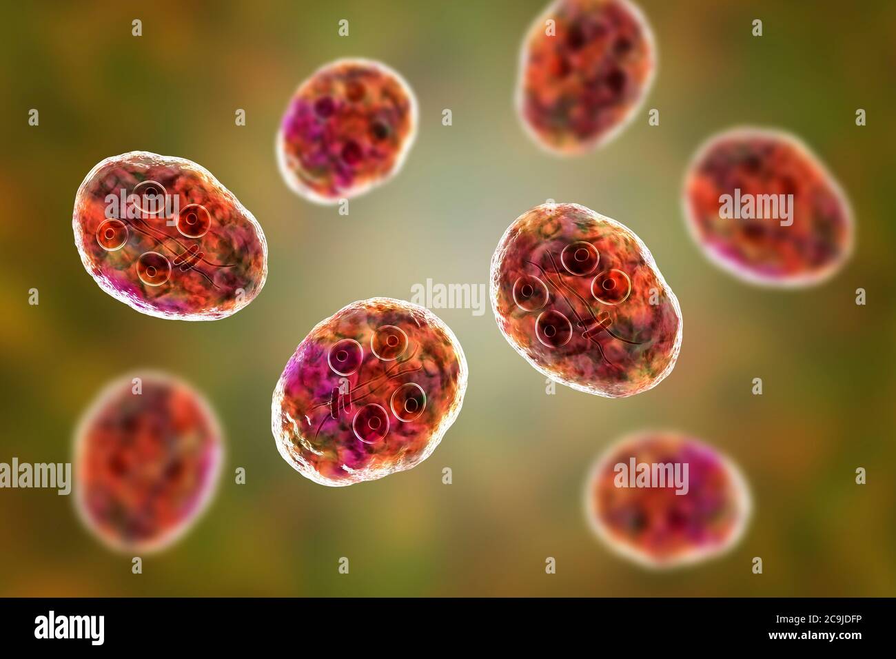 Zyste Von Giardia Intestinalis Protozoan Fr Her Bekannt Als G Lamblia