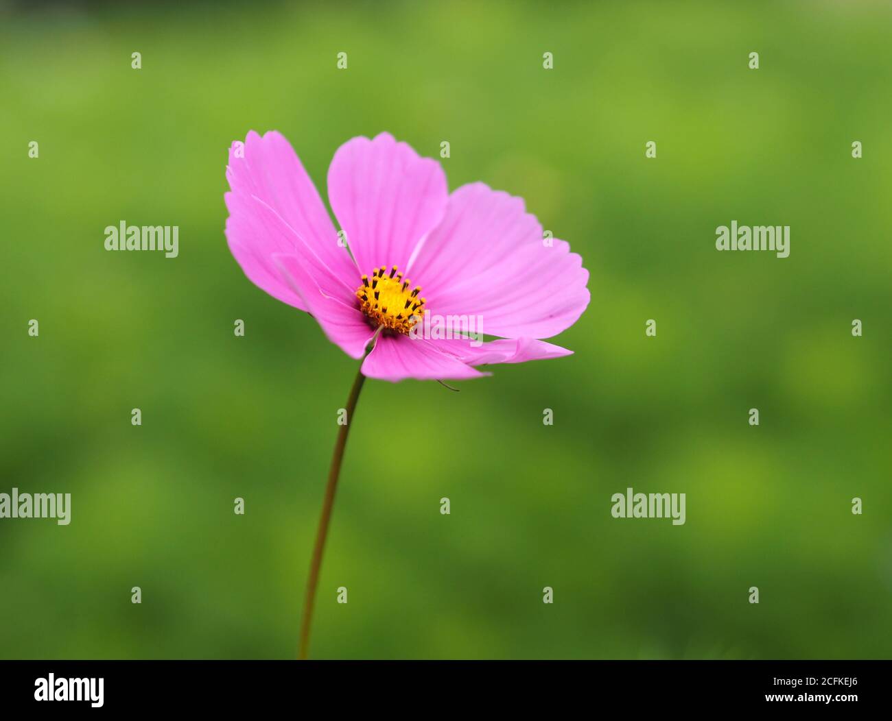 Cosmea Bipinnatus Stockfotos Und Bilder Kaufen Alamy