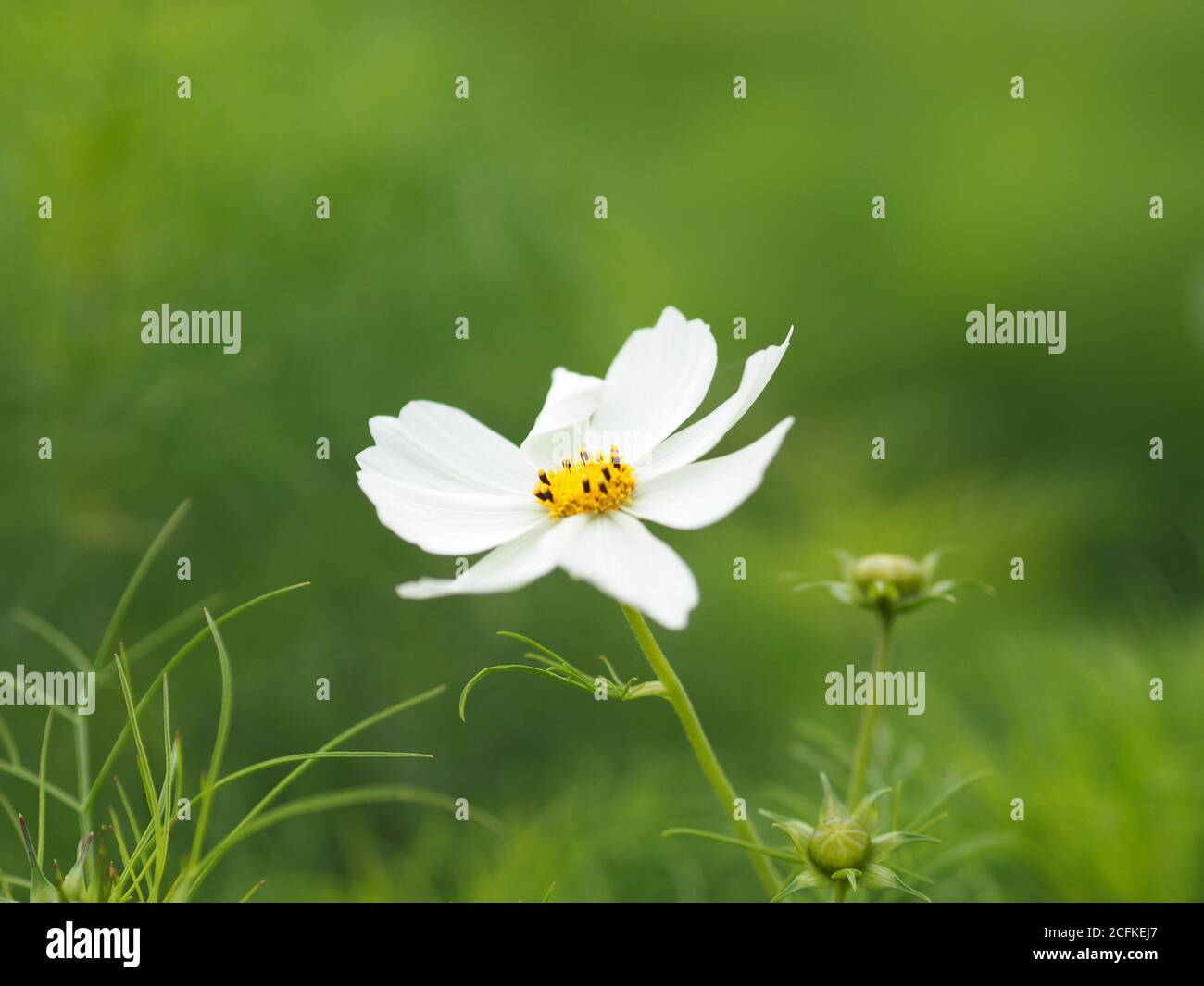 Cosmea Bipinnatus Stockfotos Und Bilder Kaufen Alamy