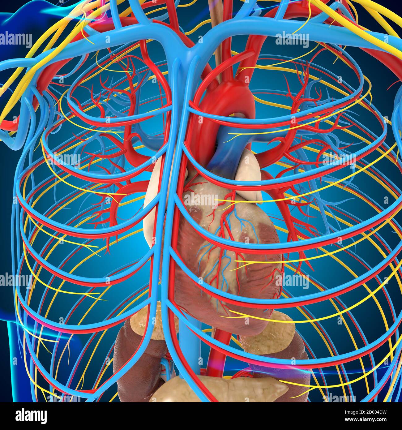 Menschliches Kreislaufsystem Anatomie mit Herz für medizinisches