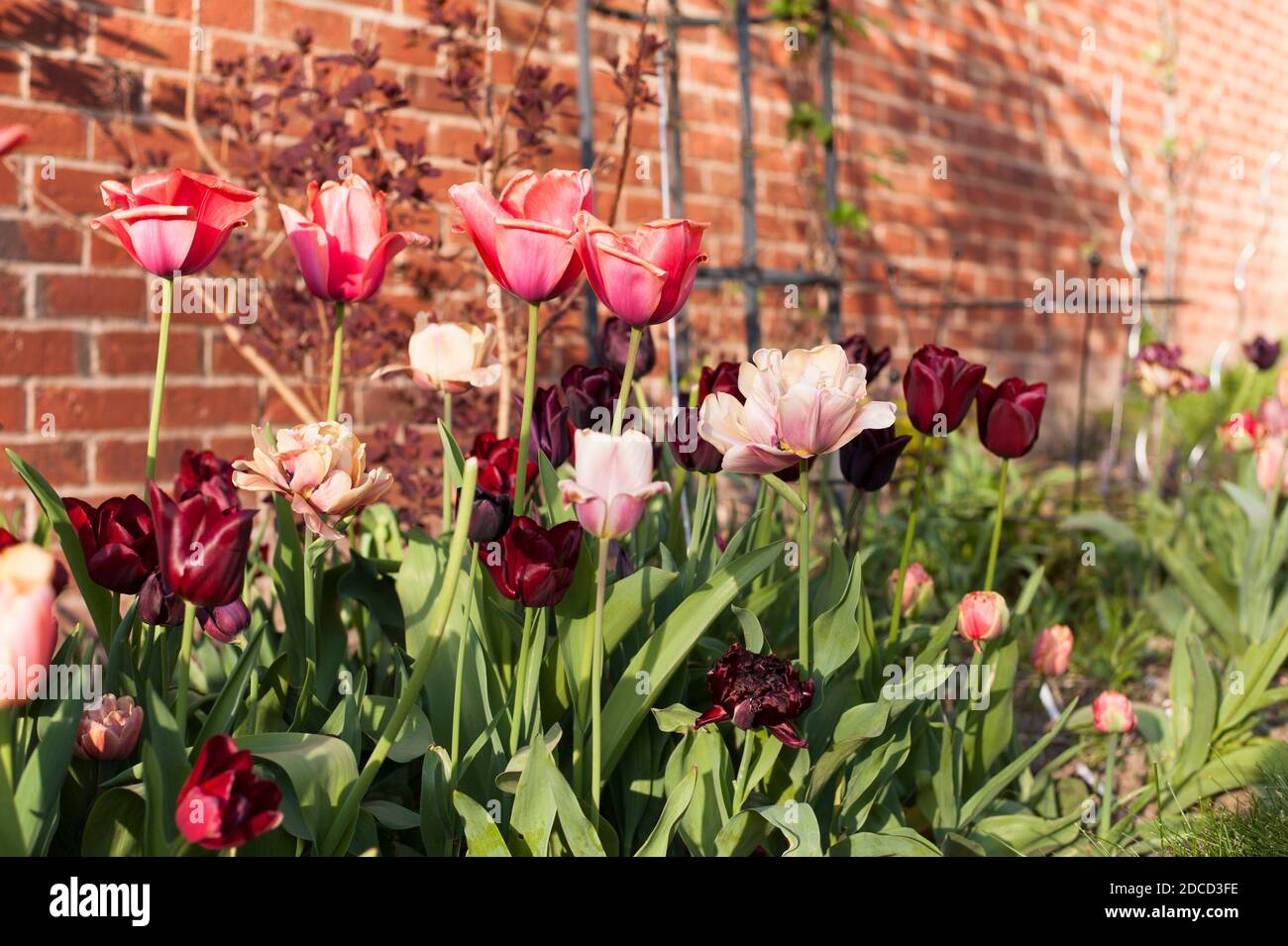 Tulipa La Belle Epoque Stockfotos Und Bilder Kaufen Alamy