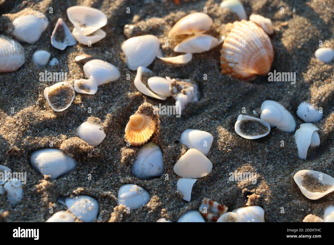 Muscheln Auf Nassem Sand Fotos Und Bildmaterial In Hoher Aufl Sung