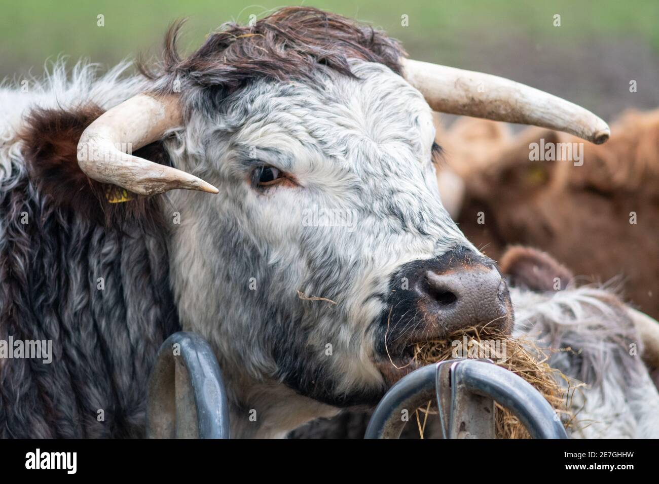 Englisch longhorn Fotos und Bildmaterial in hoher Auflösung Alamy