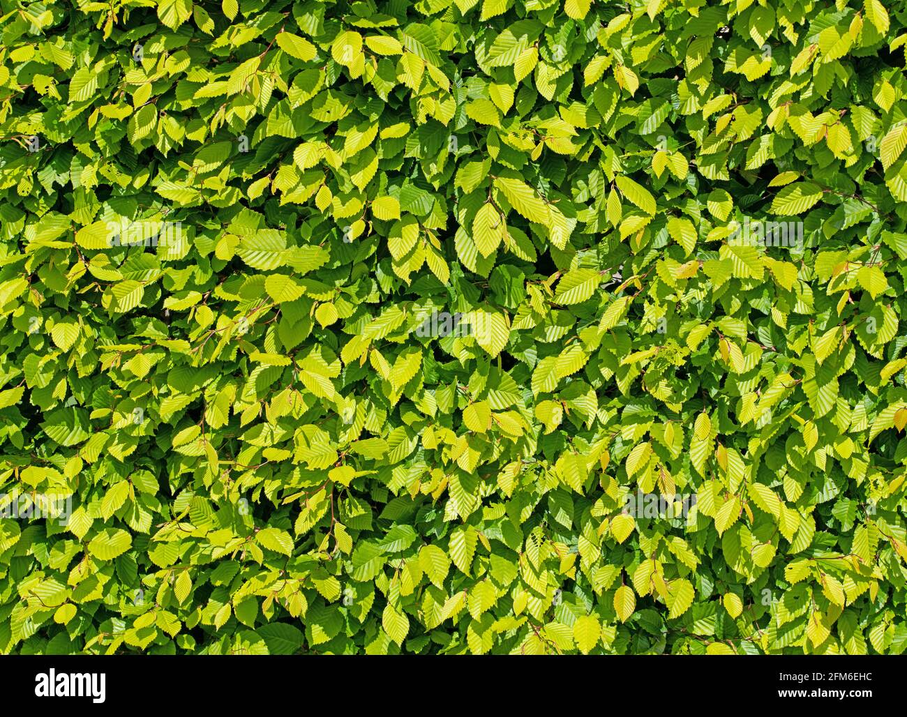 Hornbeam Hedge Carpinus Betulus Fotos Und Bildmaterial In Hoher