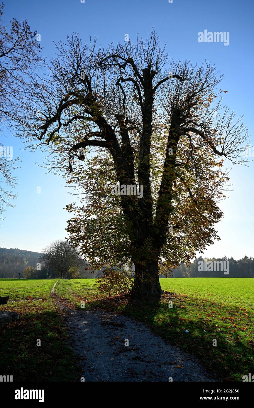 Kastanienbaum Oktober Fotos Und Bildmaterial In Hoher Aufl Sung Alamy