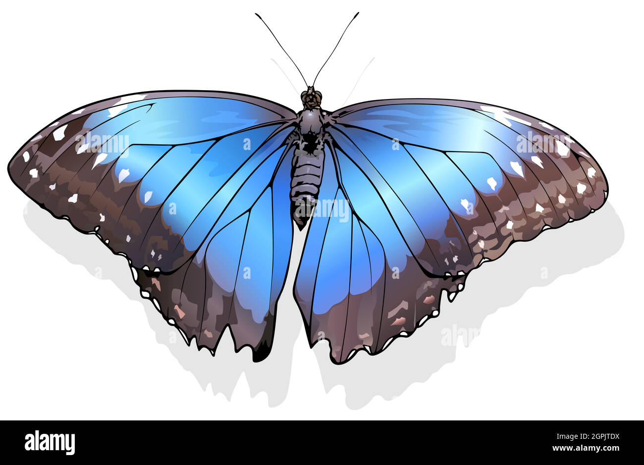 Blaue Morphofalter Morpho Peleides Stock Vektorgrafiken Kaufen Alamy