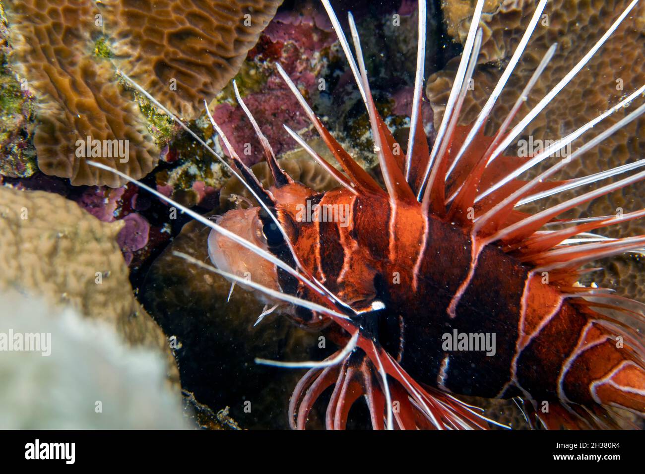 Pterois radiata Fotos und Bildmaterial in hoher Auflösung Alamy