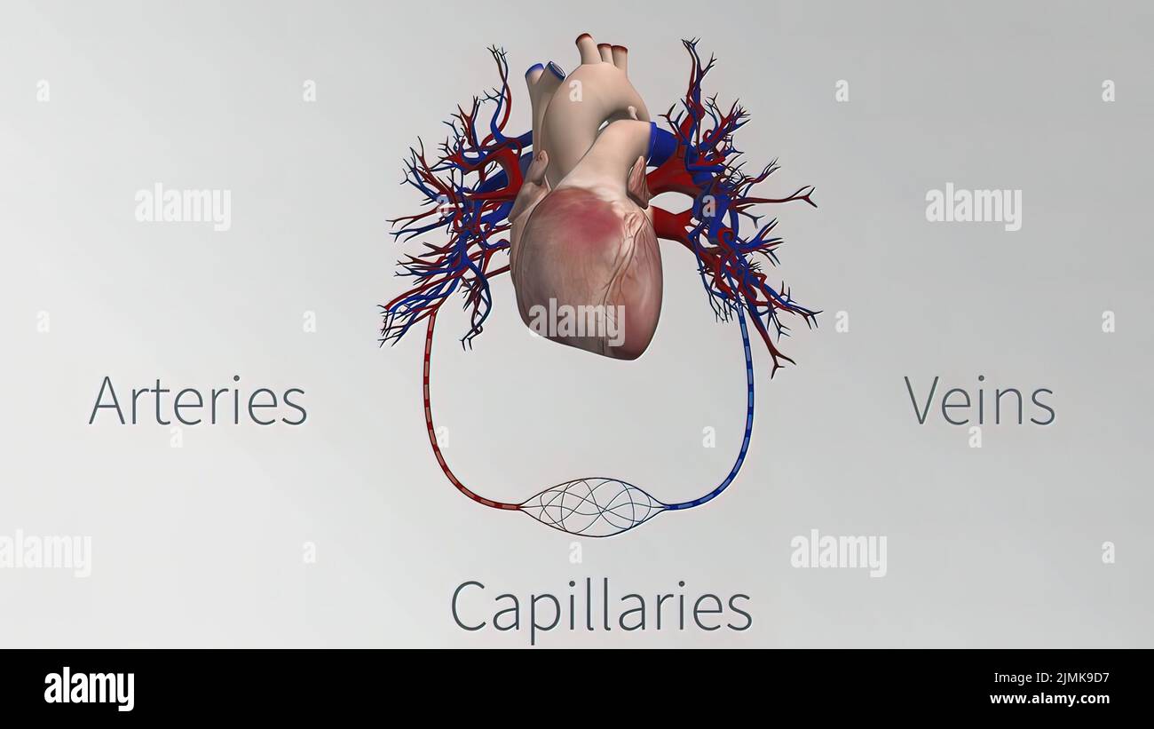 Gefäße des Herz Kreislauf Systems sind das Herz Arterien