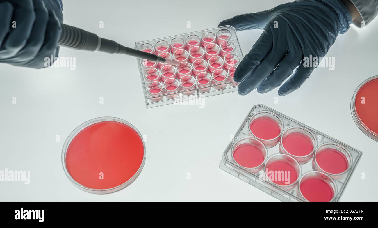 Laborassistent In Einem Mikrobiologischen Labor Der PCR DNA Analysen