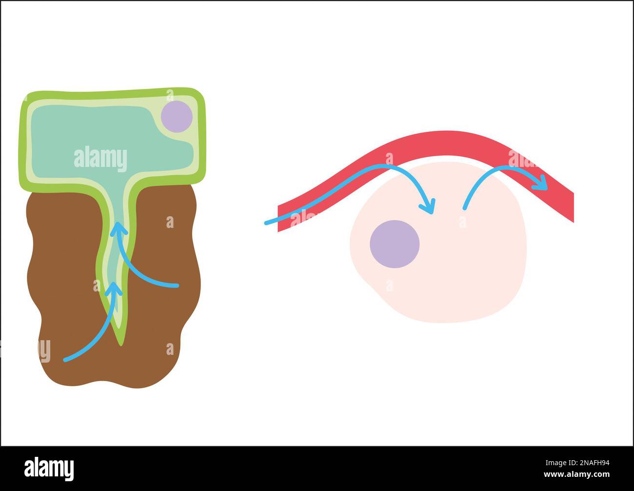 Cell Membrane Cross Section Fotos Und Bildmaterial In Hoher Aufl Sung