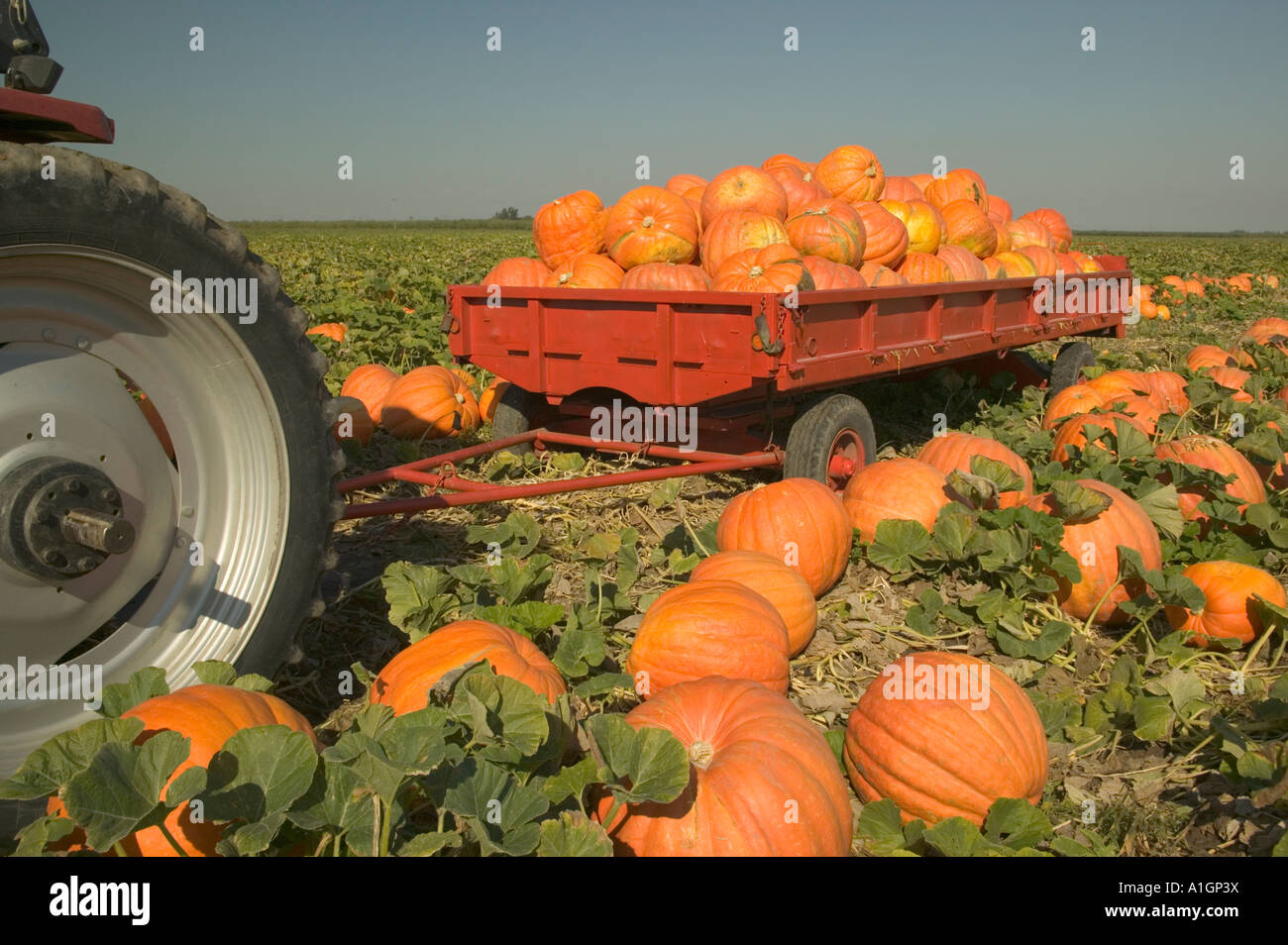 Kurbis Ernte Traktor Mit Big Max Kurbisse Geladen Stockfoto