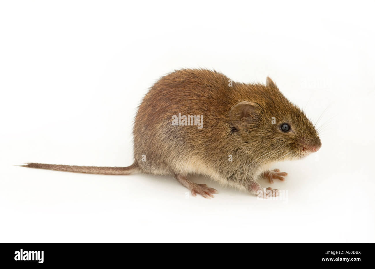 Braune Mäuse Im Garten Maus AllemeineKäfer