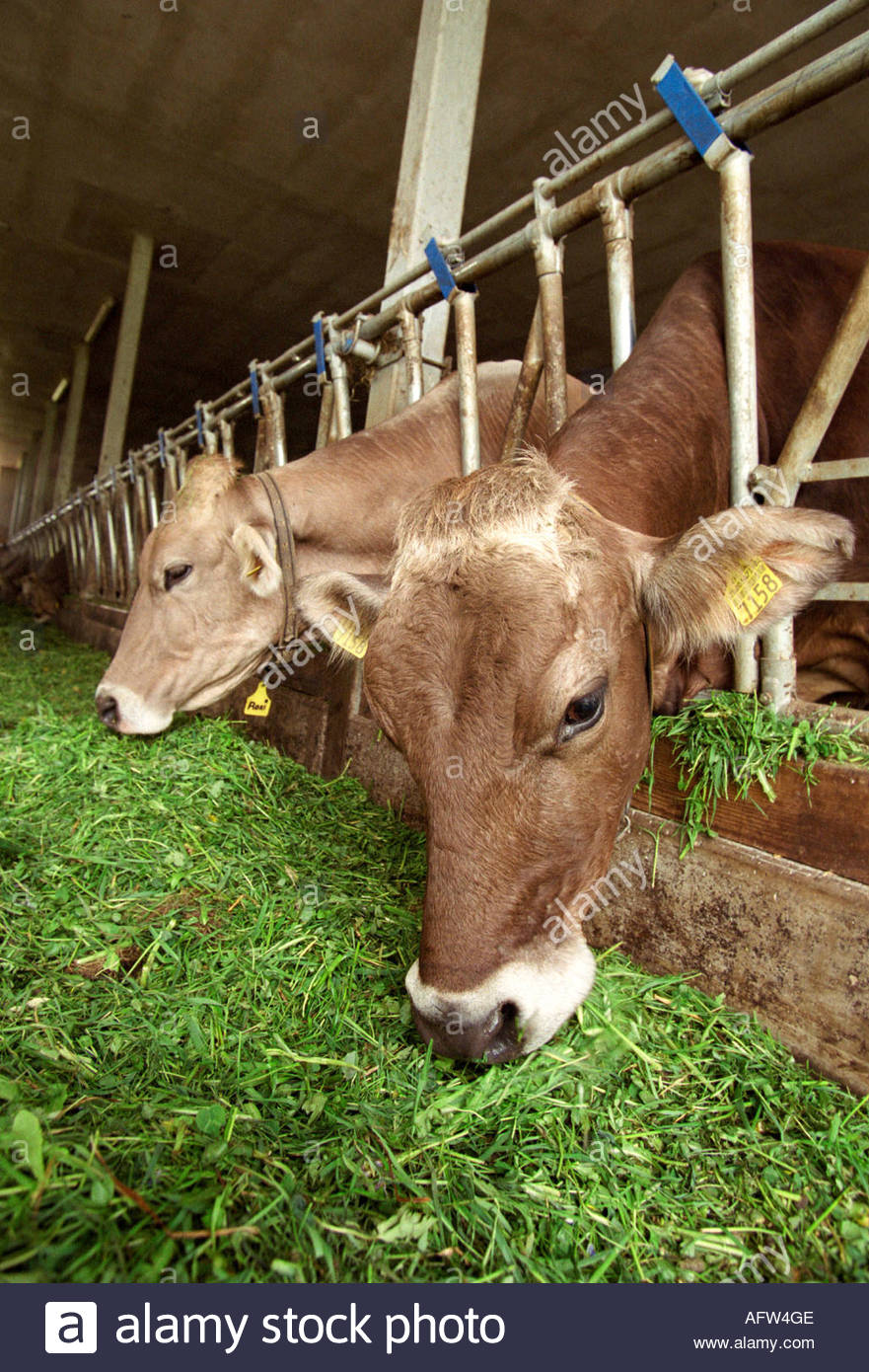 Kuehe Im Stall Stockfoto, Bild: 8012813 - Alamy