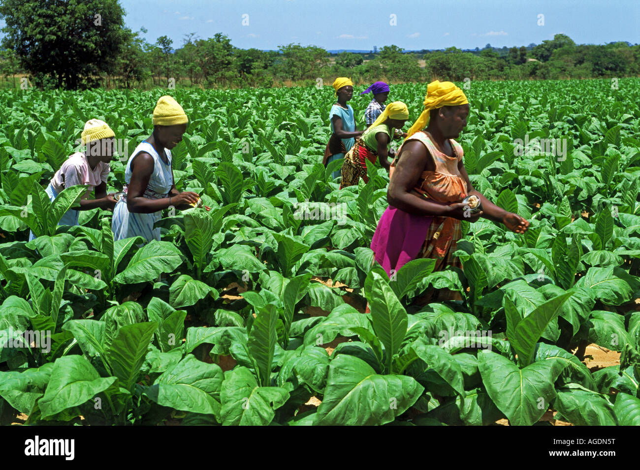 Afrikanische Frauen inmitten Reihen von Tabakpflanzen auf Plantage in