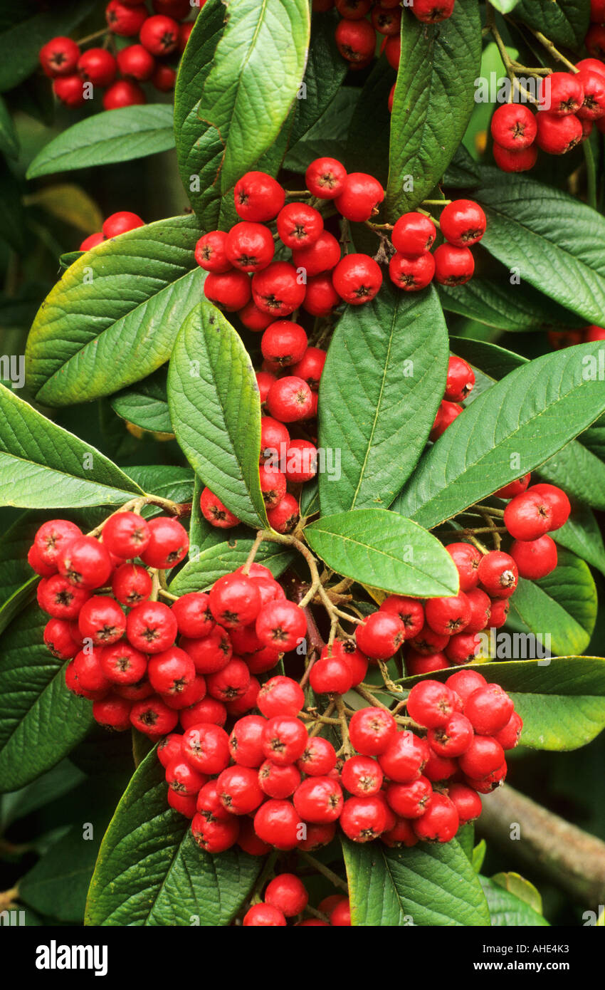 Zwergmispel Frigidus Cornubia, rote Beeren, Früchte, Herbst, Oktober