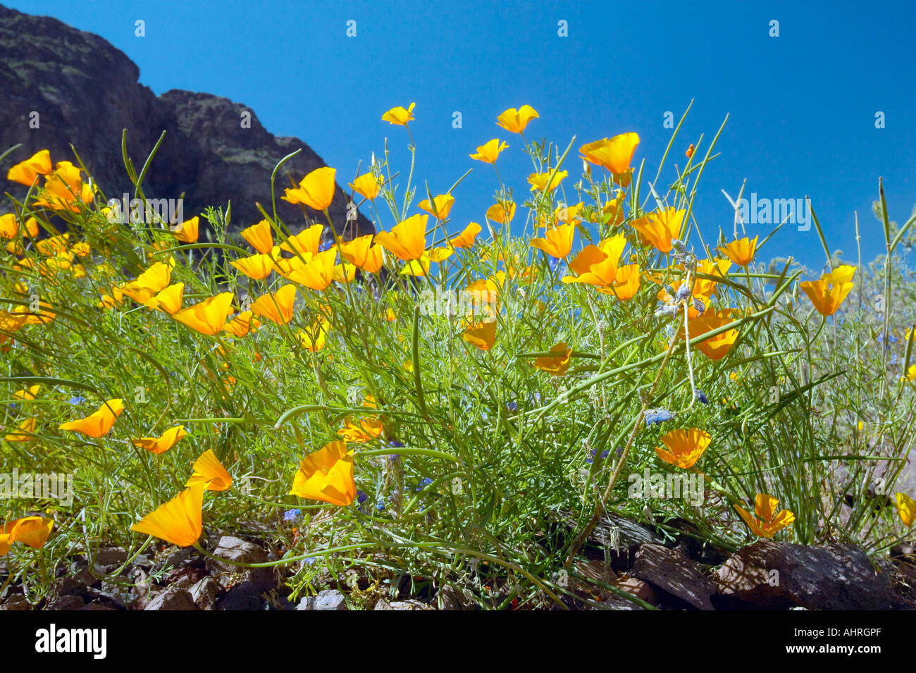 Sommerblumen von AZ online kaufen & bestellen bei BALDUR