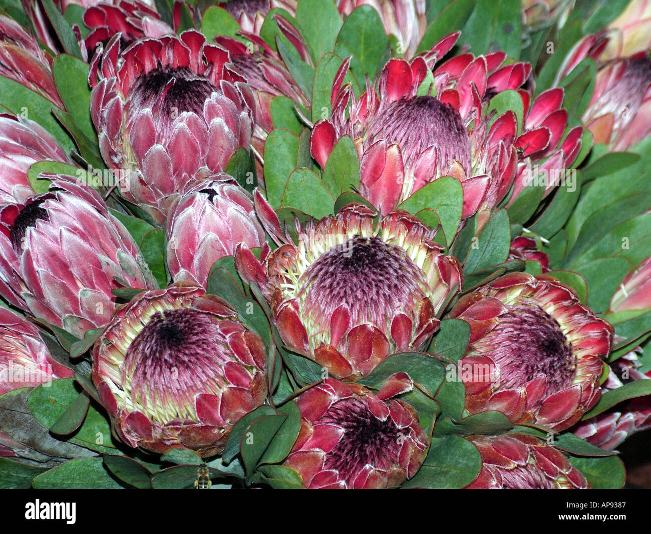 Kapstadt Südafrika RSA King Protea Blumen Nationalblume Stockfoto, Bild