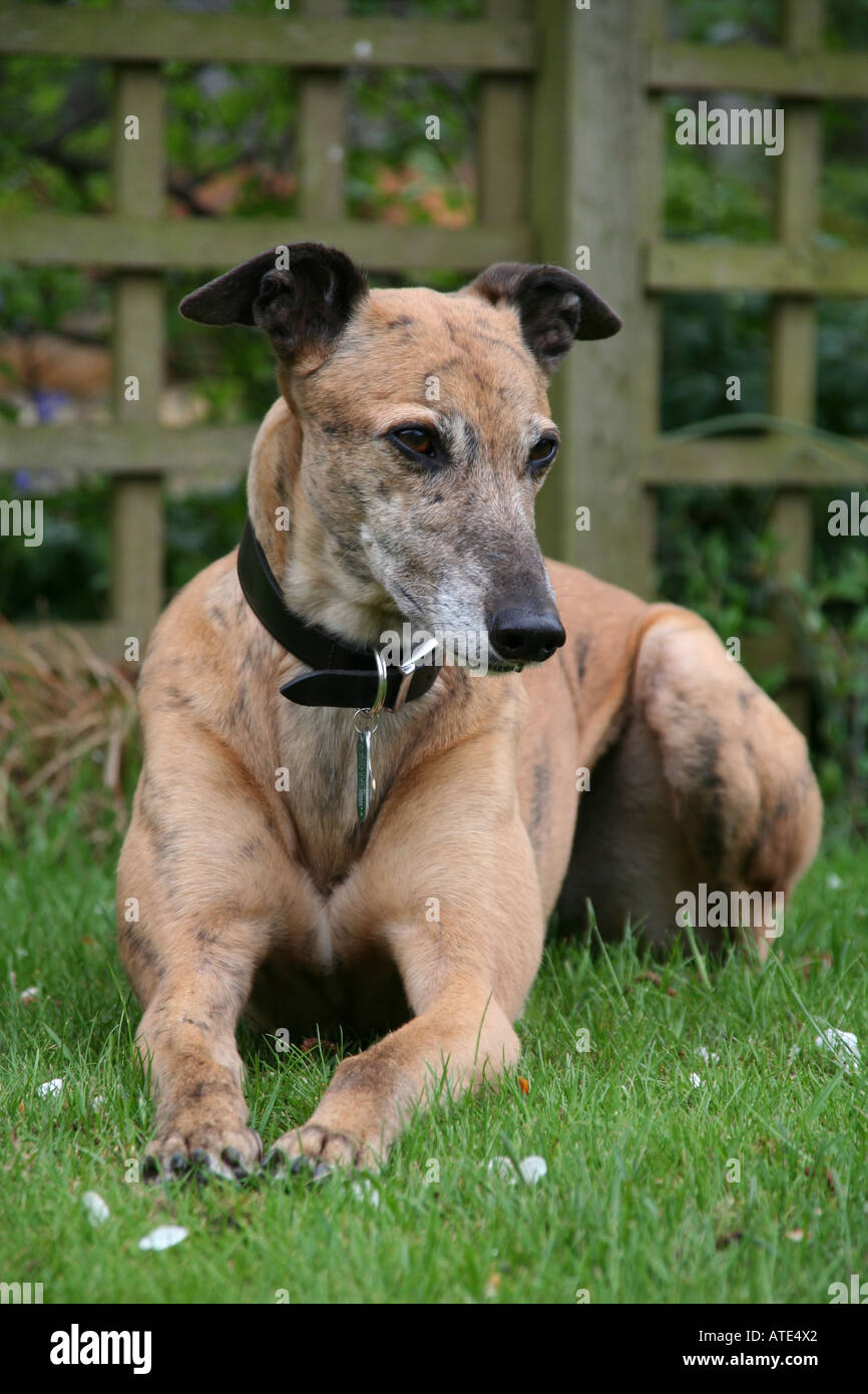 Brindle Greyhound Stockfotos &amp; Brindle Greyhound Bilder Alamy
